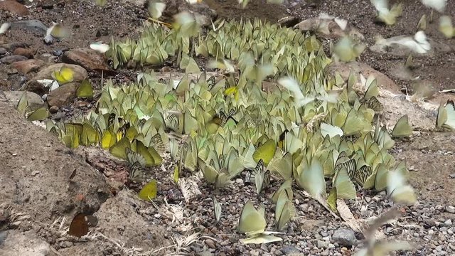 A large swarm of yellow and white butterflies gorge on minerals in the soil next to a jungle stream.