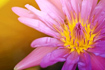 purple lotus flower close up with bee on green background of pond in the nature