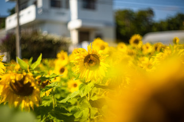夏の風物詩ヒマワリ