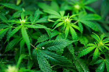 Young cannabis plant. Green background of leaves. Legal Marijuana cultivation in the home. Cannabis...