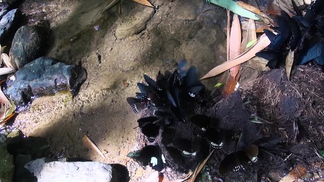 A left to right pan across a horde of deep blue butterflies gorging on some elephant droppings next to a jungle stream.