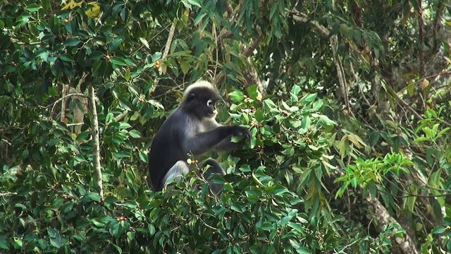 A Grey Leaf Monkey (also known as - lutungs, langurs, or dusky leaf monkeys) eats leaves high in the jungle canopy. Slow 50%.