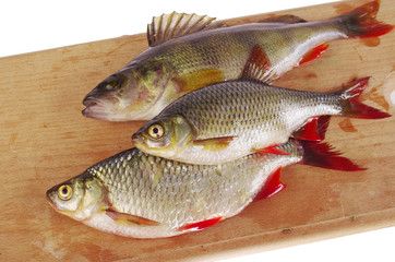Rudd and perch on the kitchen board