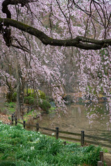 sakura flower  & cherry blossoms
