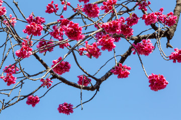 sakura flower  & cherry blossoms