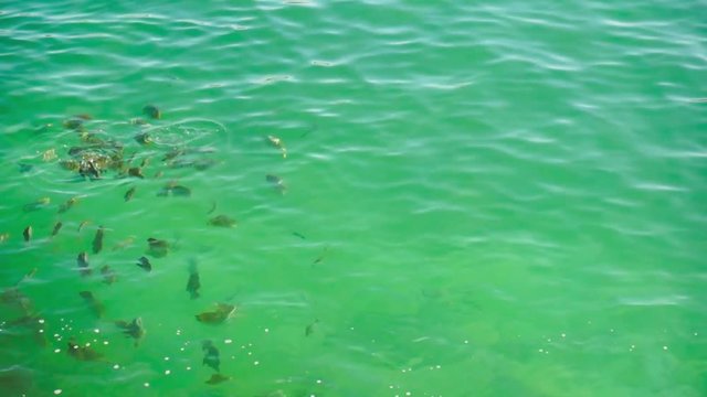 black striped fishes seawater fishes swimming in the green waters of dwarka gujarat india