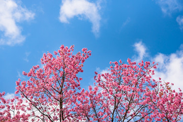 Abstract nature pink flower on blue sky background