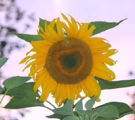 Sunflower heart