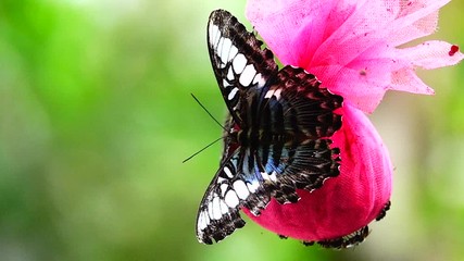 HD 1080p super slow Thai butterfly in pasture flowers Insect outdoor nature - Powered by Adobe