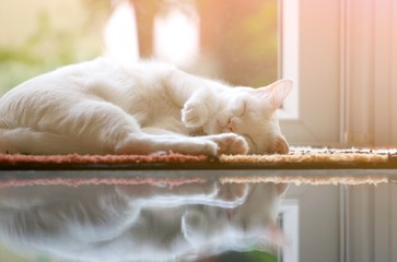 cat white color relaxing and sleeping on a mat, with her blue eyes, near the glass door on a sunny...