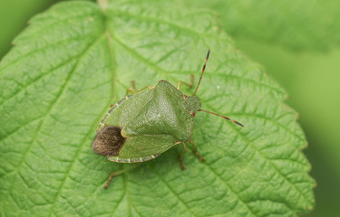 A Common Green Shieldbug (Palomena prasina) perched on a leaf.