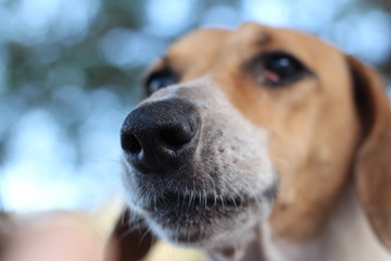 face-to-face view of an outdoor dog