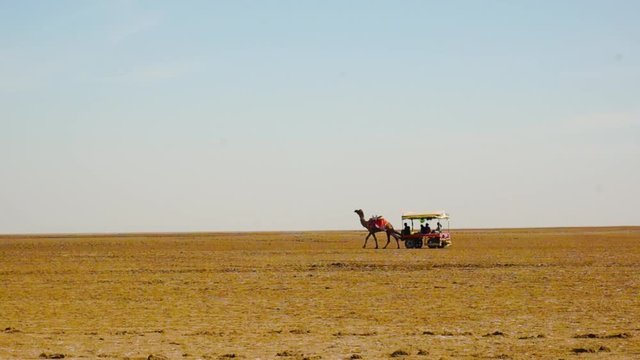 Wide shot of camel cart moving along the dry desert of Rann of kutch gujarat