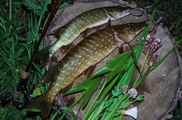 Two pikes and a spinning rod