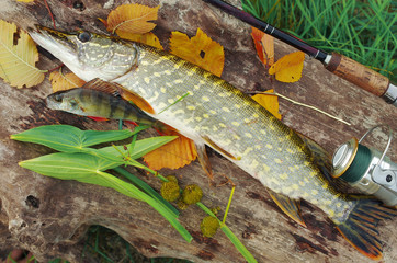 Pike and perch caught in the river.