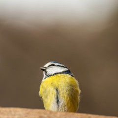 Oiseaux du Grésivaudan - Isère.