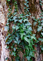 Wooden background with ivy