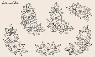 Rose vector set by hand drawing.Beautiful flower on brown background.Rose art highly detailed in line art style.Dortmund rose for wallpaper or tattoo.