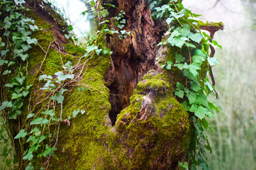 Wooden background with ivy