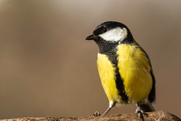 Obraz premium Oiseaux du Grésivaudan - Isère.