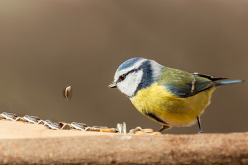 Oiseaux du Grésivaudan - Isère.