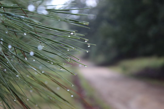 CAMINO