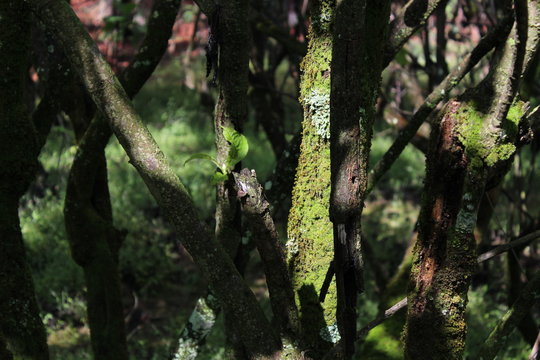 MUSGO