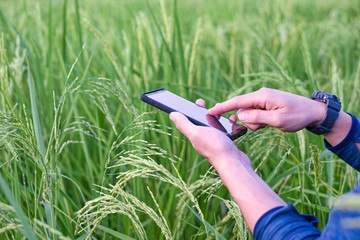 Young modern farmer using the mobile phone technology  in rice field.