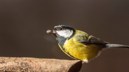 Oiseaux du Grésivaudan - Isère.