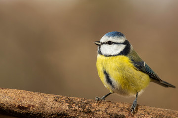 Oiseaux du Grésivaudan - Isère.