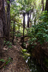 Deep jungle in Onemana, New Zealand