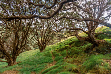 Farm land on Onemana, New Zealand