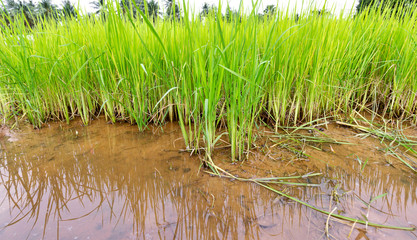 close-up of baby rice plant in rice field.