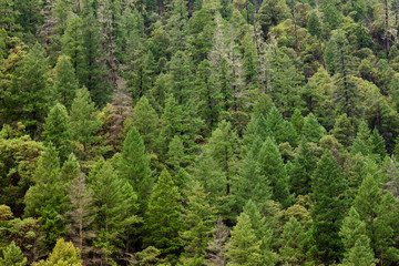 Evergreen conifer forest closeup background, with dead trees