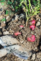 shovel digs up the potato harvest in the garden
