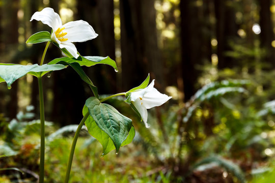 White trillium (Trillium ovatum), a spring wildflower, in a redwood forest