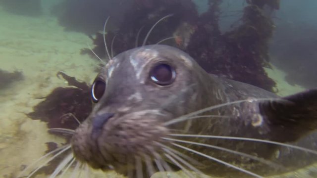 Underwater: Seal Swimming Near Camera And Red And Green Kelp