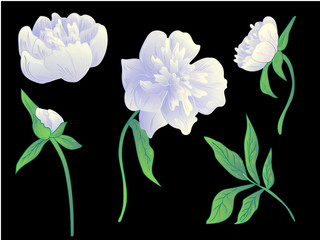 Vector White peony floral botanical flower. Black and white engraved ink art. Isolated peonies illustration element.