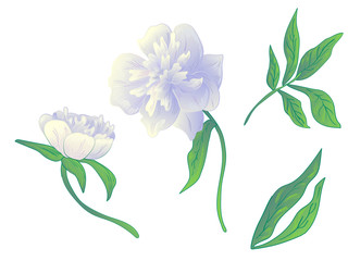 Vector White peony floral botanical flower. Black and white engraved ink art. Isolated peonies illustration element.