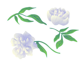 Vector White peony floral botanical flower. Black and white engraved ink art. Isolated peonies illustration element.