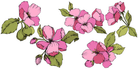 Vector Apple blossom floral botanical flower. Pink and green engraved ink art. Isolated flowers illustration element.