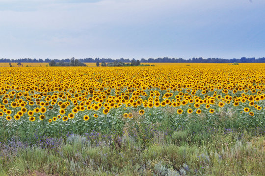 field of sunflowers against a dark blue sky
