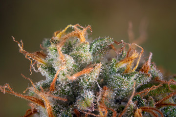Fototapeta premium Macro detail of cannabis flower, original pink gangster marijuana strain