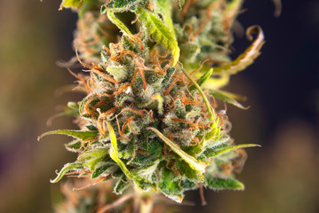 Cannabis plant on flowering stage, Original Pink Gangster marijuana strain