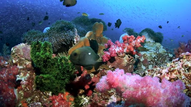 A colorful tropical coral reef with tropical fish (Richelieu Rock, Thailand)