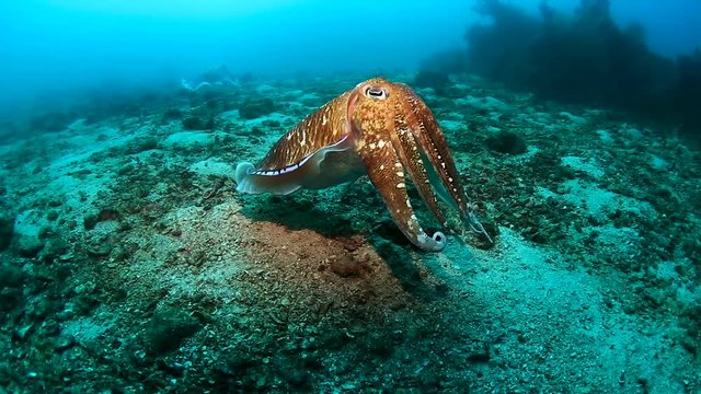 Large Cuttlefish on a tropical coral reef