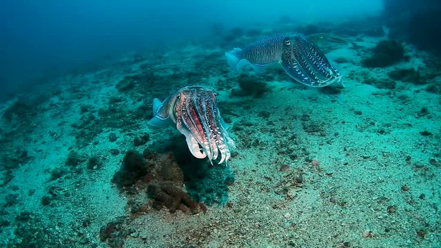 A pair of Pharaoh Cuttlefish on a tropical coral reef (Richelieu Rock)