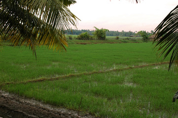 Rice field in Kerala Kochi