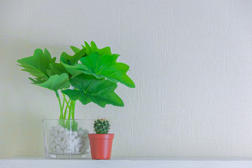 houseplant and cactus in cute pots on wooden shelf on white wall with copy space. Minimalist style decoration design.