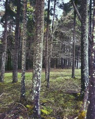 Fototapeta premium Green Forest